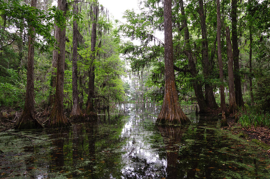 Charleston swamp Photograph by John Johnson