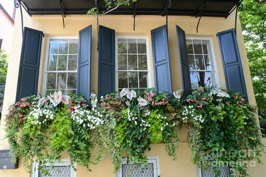 Charleston Window Boxes Flower Gardens - Charleston Yellow Blue Green Floral Window Boxes Photograph by Kathy Fornal