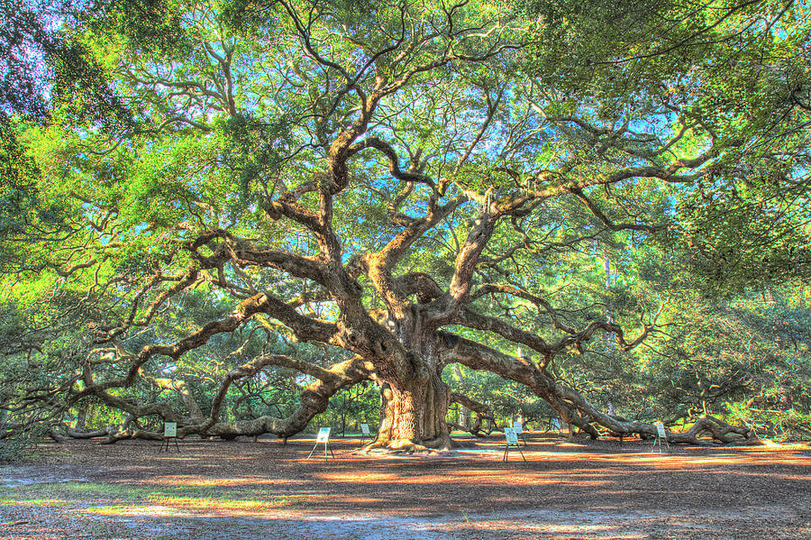 Charlestons Angel Oak tree Photograph by Pierre Leclerc Photography