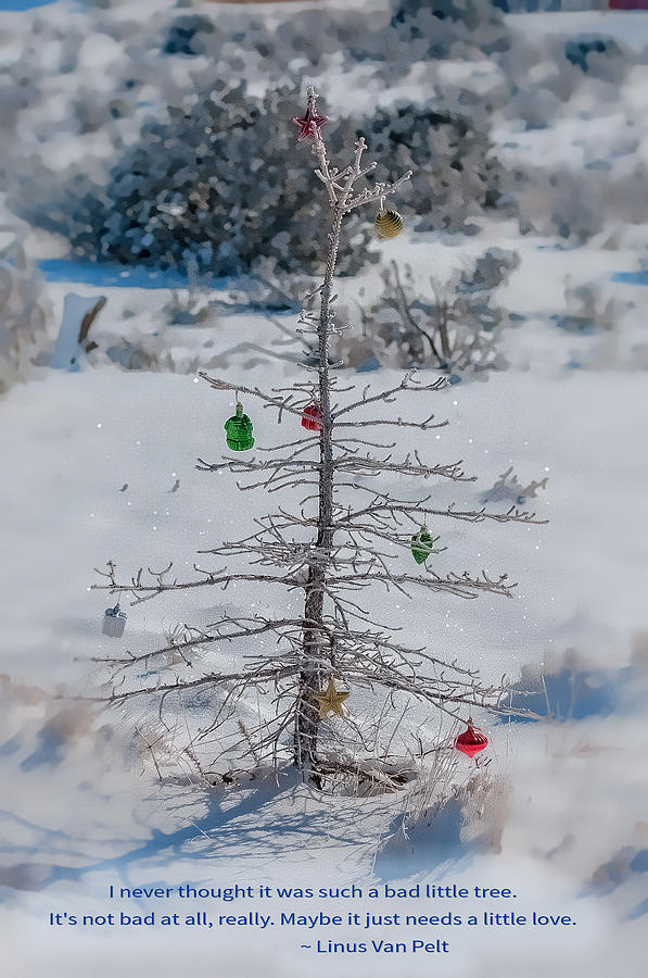 Charlie Brown Christmas Tree Photograph by Lou  Novick