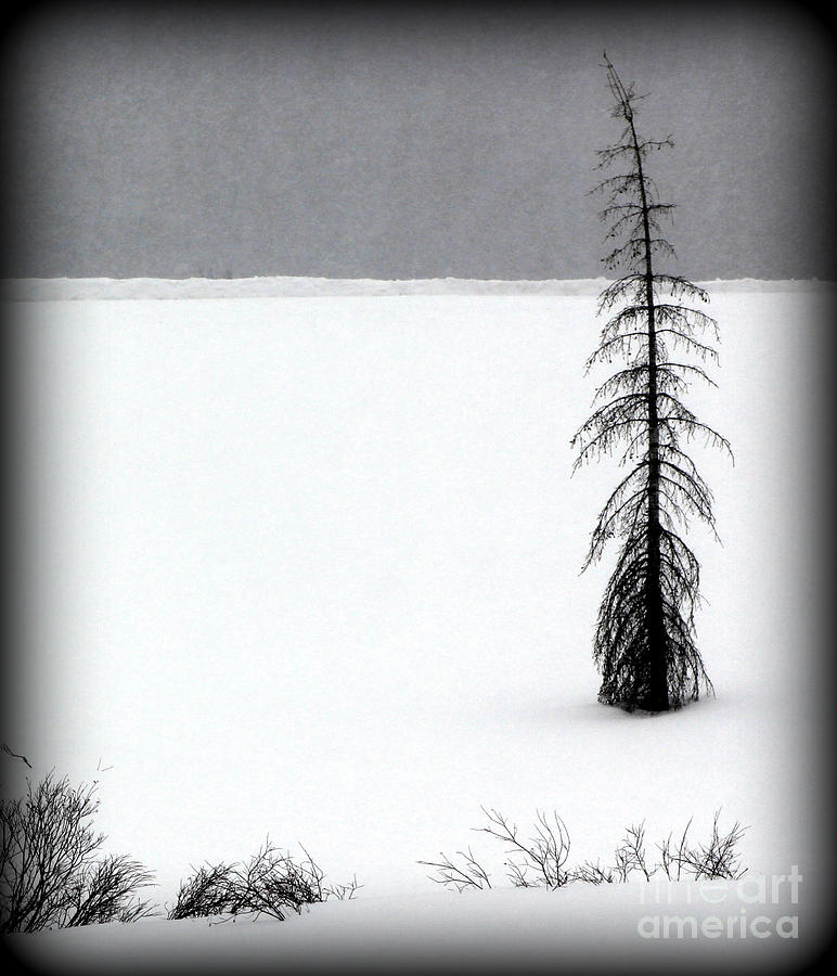 Yellowstone National Park Photograph - Charlie Browns Christmas Tree by C Ray  Roth