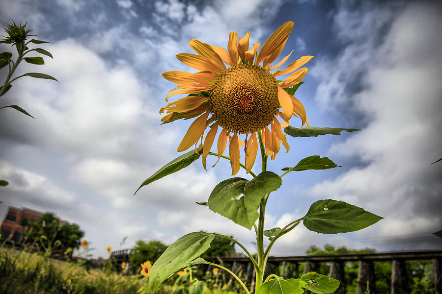 Charlie Browns Sunflower Photograph by Ray Congrove