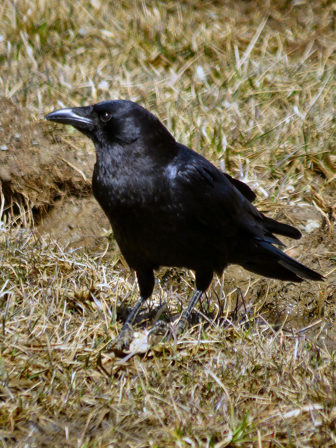 Charlie Crows Photograph by Art Dingo | Fine Art America