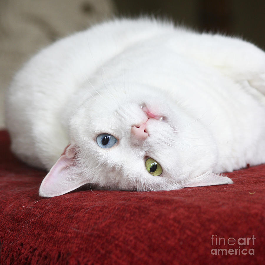 Charlie the Deaf White Cat Photograph by Terri Waters