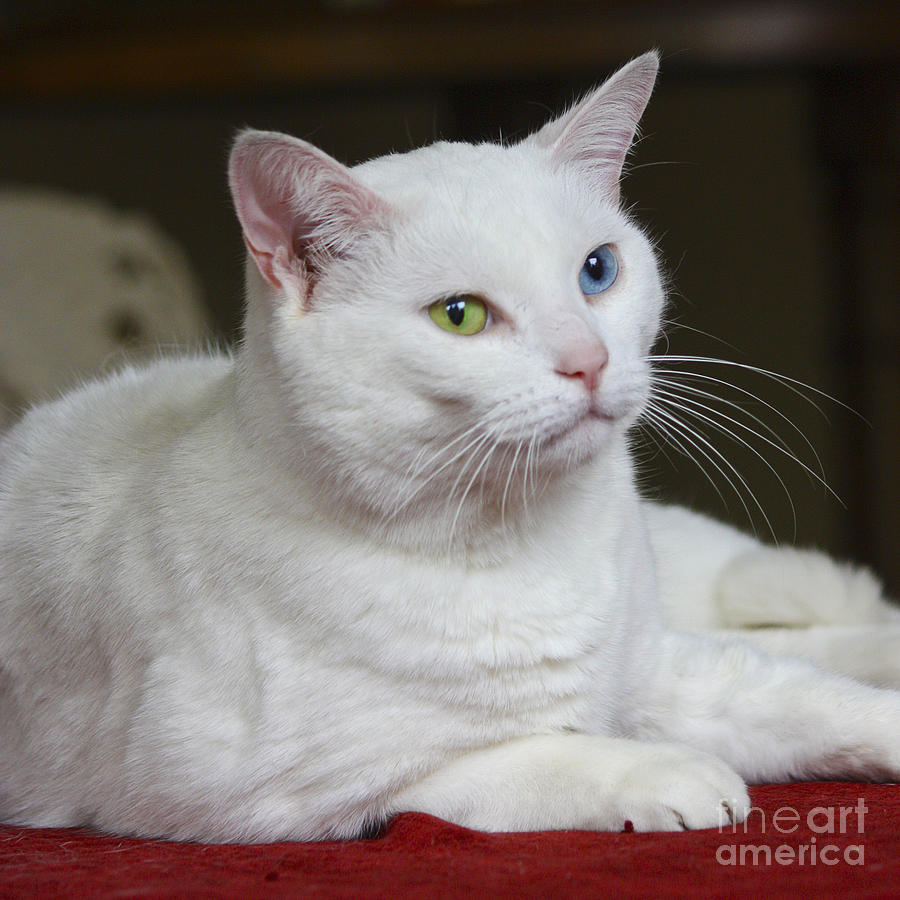 Charlie the White Cat Photograph by Terri Waters