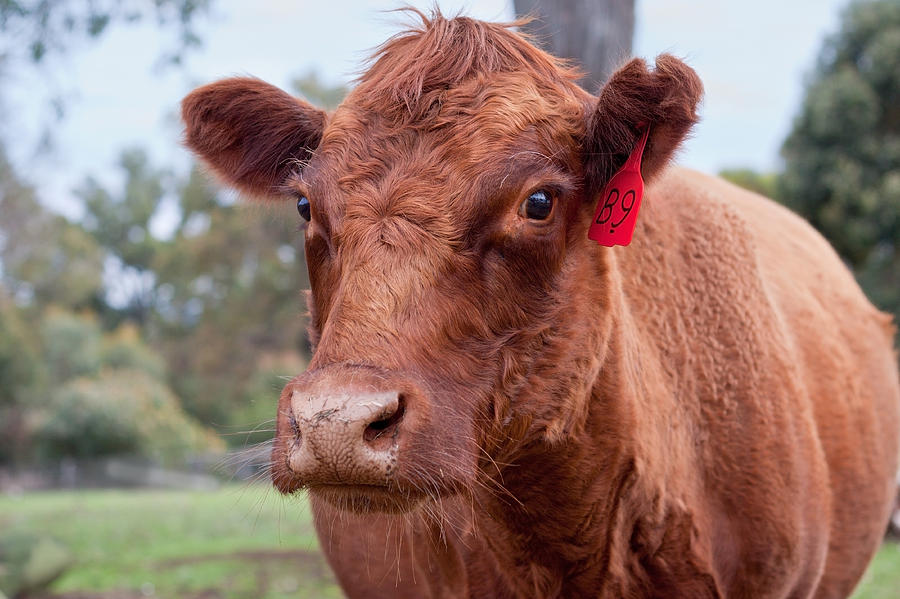 Cow Photograph - Charlotte by Michelle Wrighton
