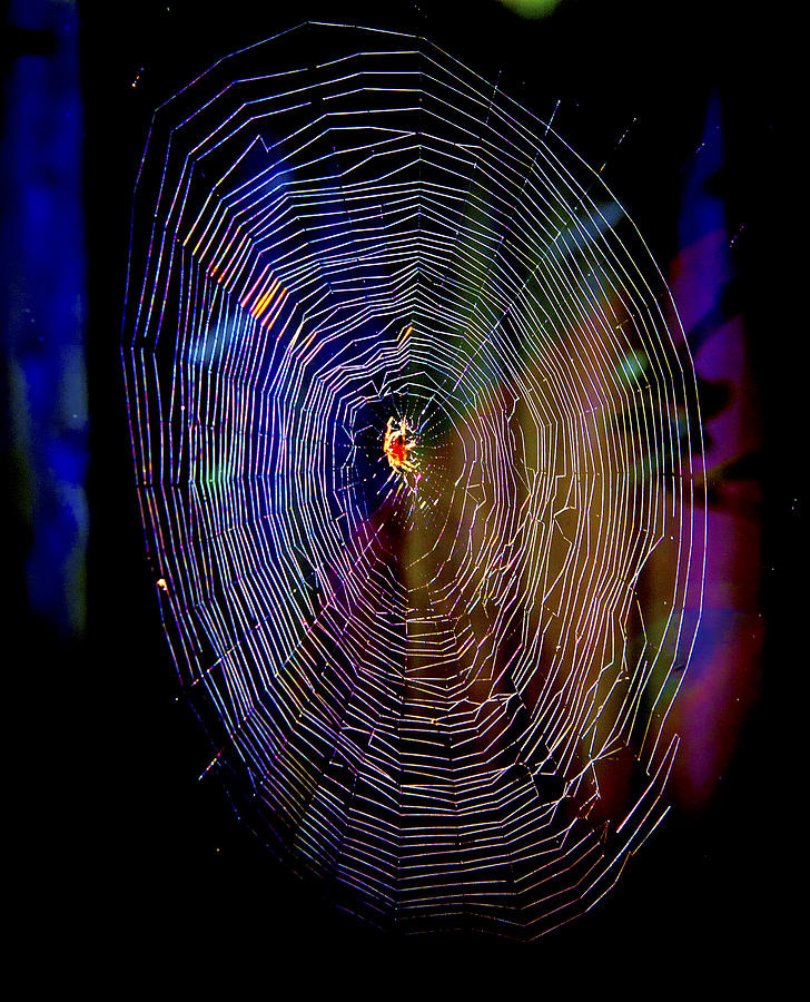 Spider Photograph - Charlottes Rainbow by Her Arts Desire