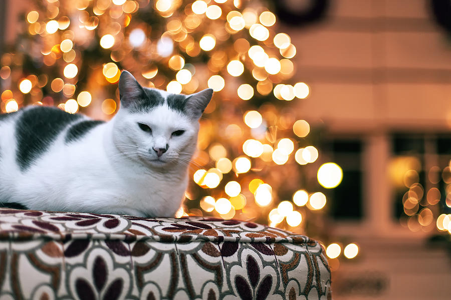 Christmas Photograph - Charly and the Xmas tree by Edward Kreis