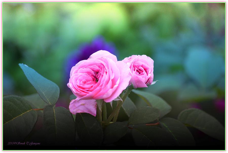 Rose Photograph - Charm of being Together by Sonali Gangane