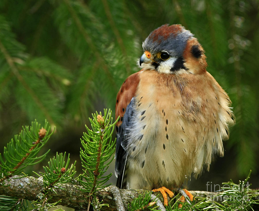 Falcon Photograph - Charming by Nature American Kestrel Falcon.  by Inspired Nature Photography Fine Art Photography
