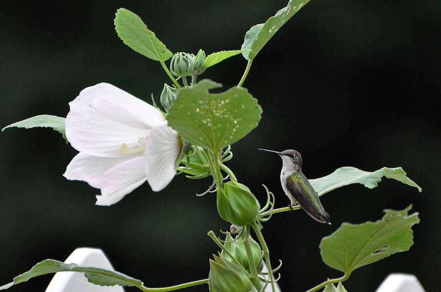 Charming Hummingbird Photograph
