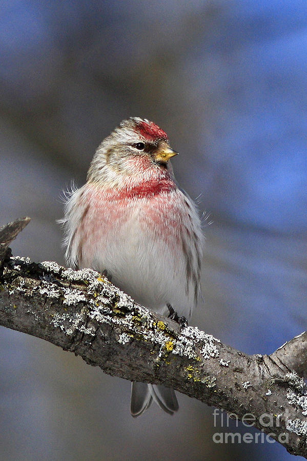 Charming Red Pole Bird in the Winter Photograph by Inspired Nature ...