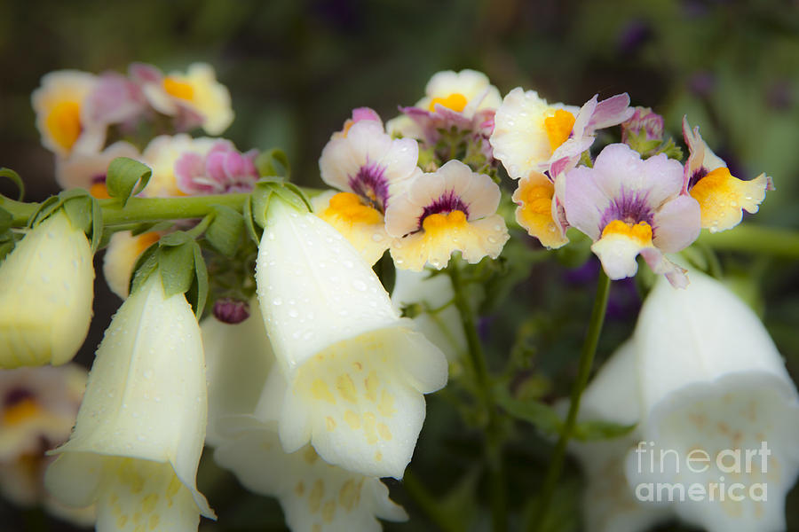 Charming Snapdragon And Foxglove Flowers In The Garden Photograph by Jerry Cowart