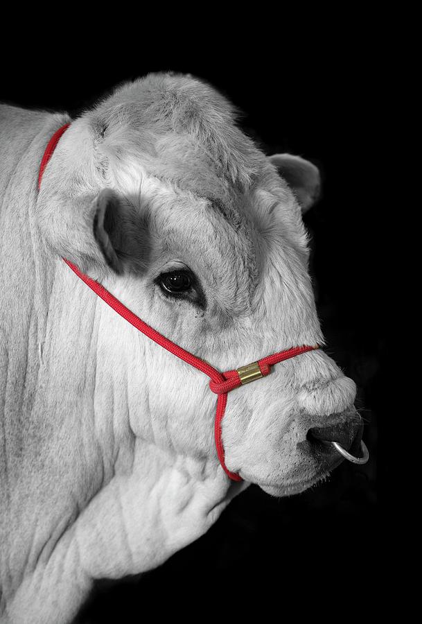 Animal Photograph - Charolais Bull by Tony Camacho/science Photo Library