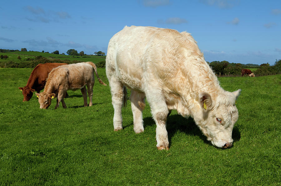 Farm Animals Photograph - Charolais Bullock, Cattle by Animal Images
