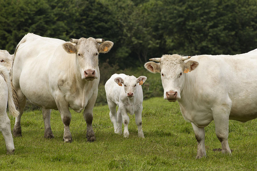 Animal Photograph - Charolais Cattle by Jean-Michel Labat