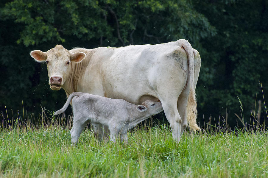 Charolais cattle nursing young Photograph by Flees Photos