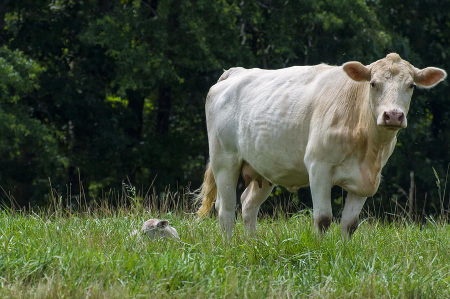 Cow Photograph - Charolais cow and calf in field by Flees Photos