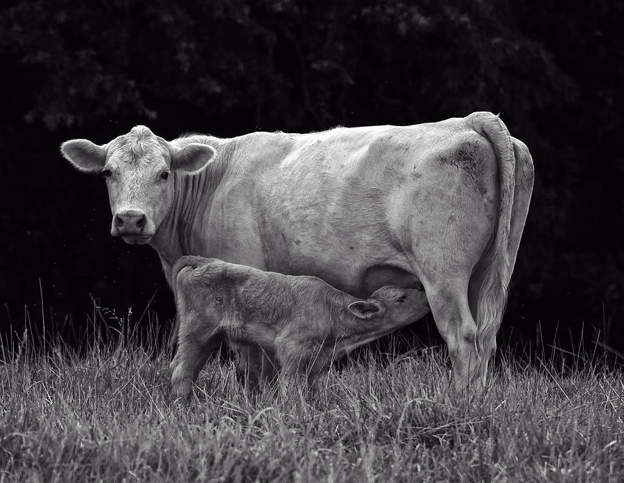 Black And White Photograph - Charolais Cow by Flees Photos