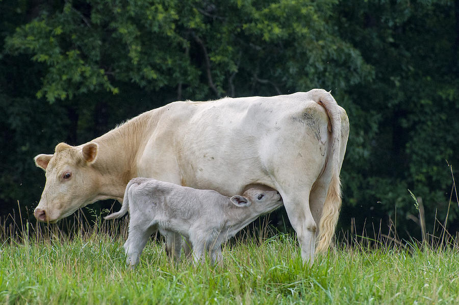 Charolais cow nursing calf Photograph by Flees Photos