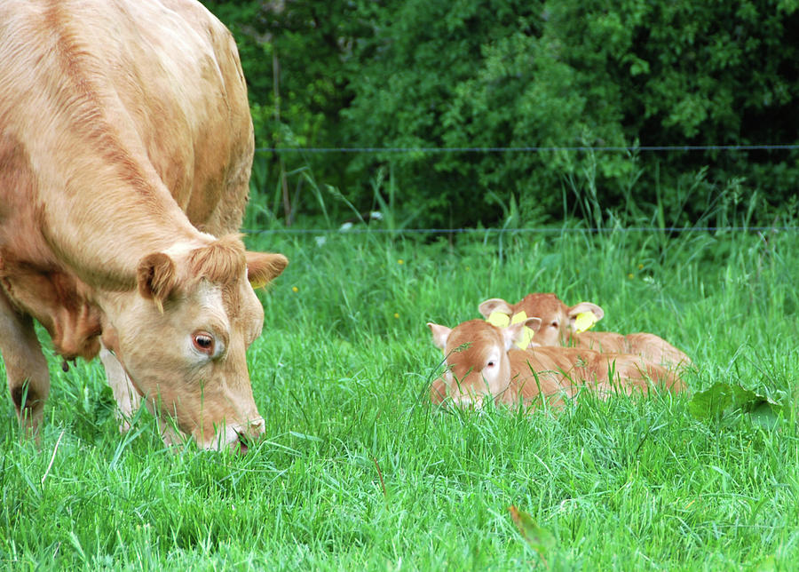 Charolais Cow With Two Calfs Photograph by 49pauly