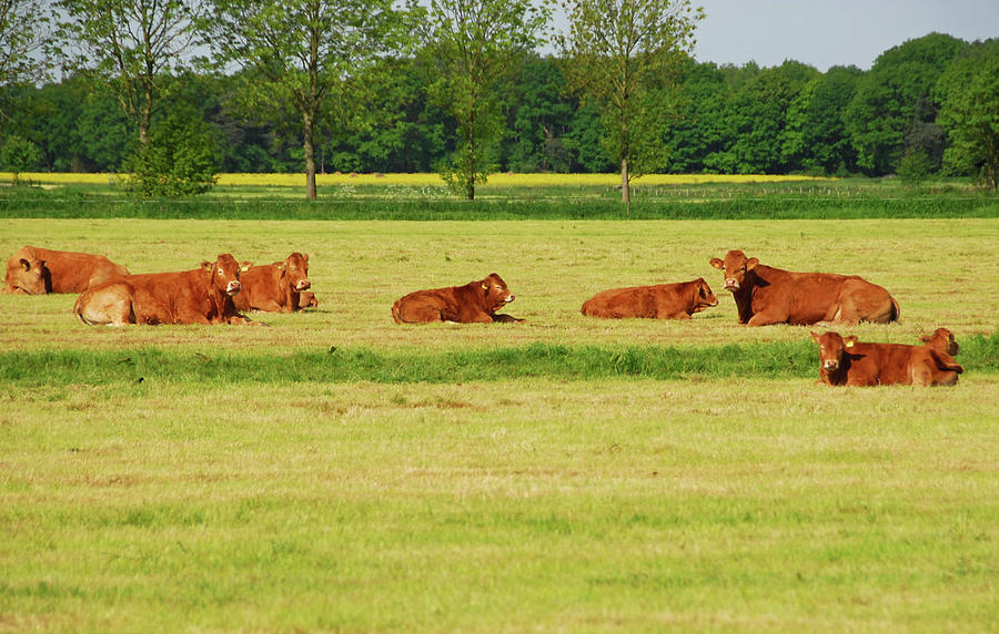 Cow Photograph - Charolais Herd Laying In A Landscape by 49pauly