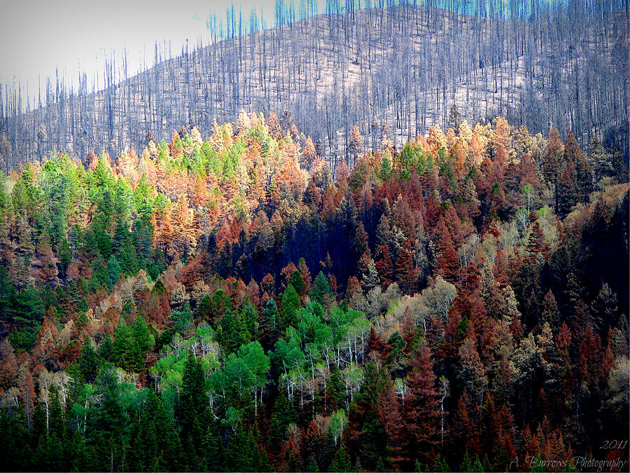 Charred Forest Slopes Photograph by Aaron Burrows
