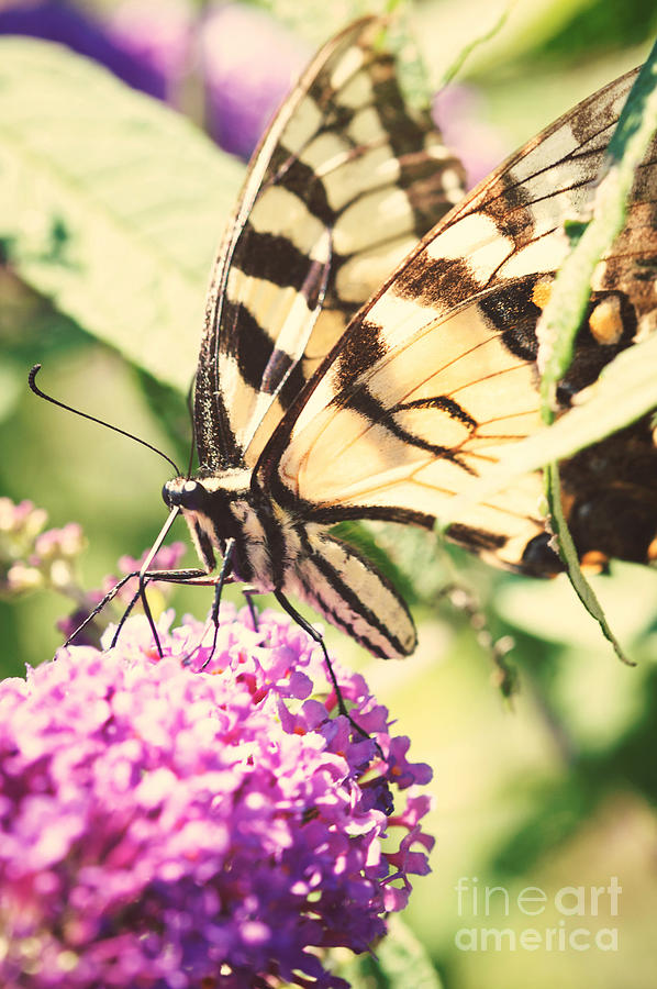 Butterfly Photograph - Chasing Butterflies by Kim Fearheiley
