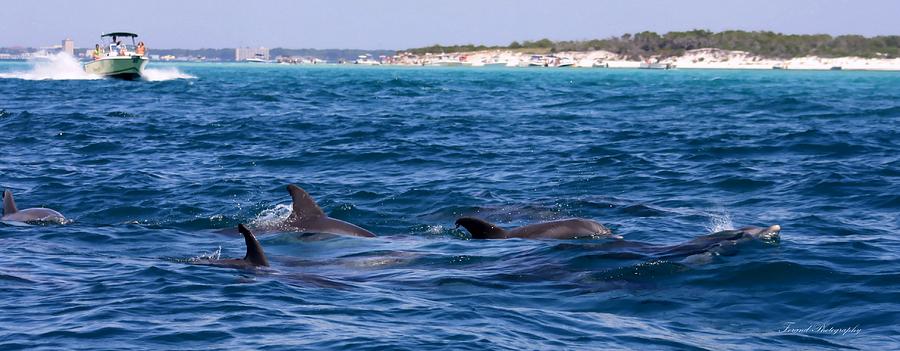 Chasing Dolphins  Photograph by Debra Forand