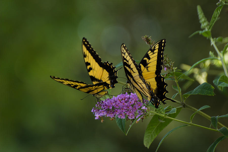 Butterflies Photograph - Chasing The Day by Julie Andel Butterflies Photograph - Chasing The Day by Julie Andel