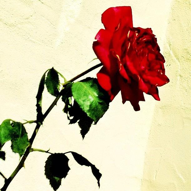 Rose Photograph - Chasing The Dragon, Chasing The #red by Rose Read
