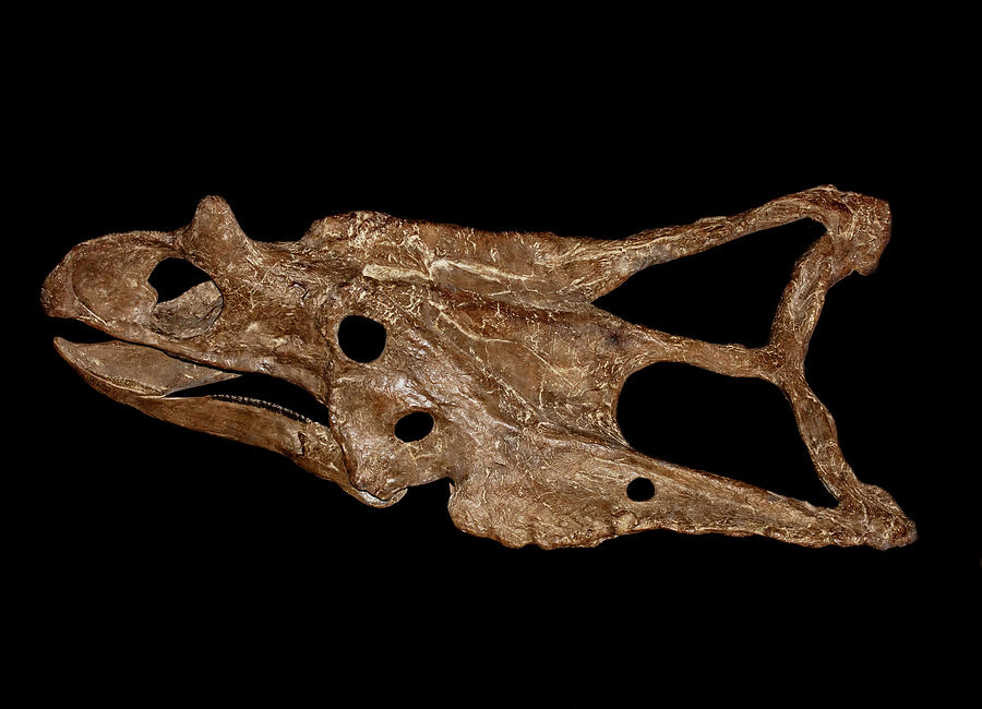 Chasmosaurus Skull Photograph by Millard H. Sharp