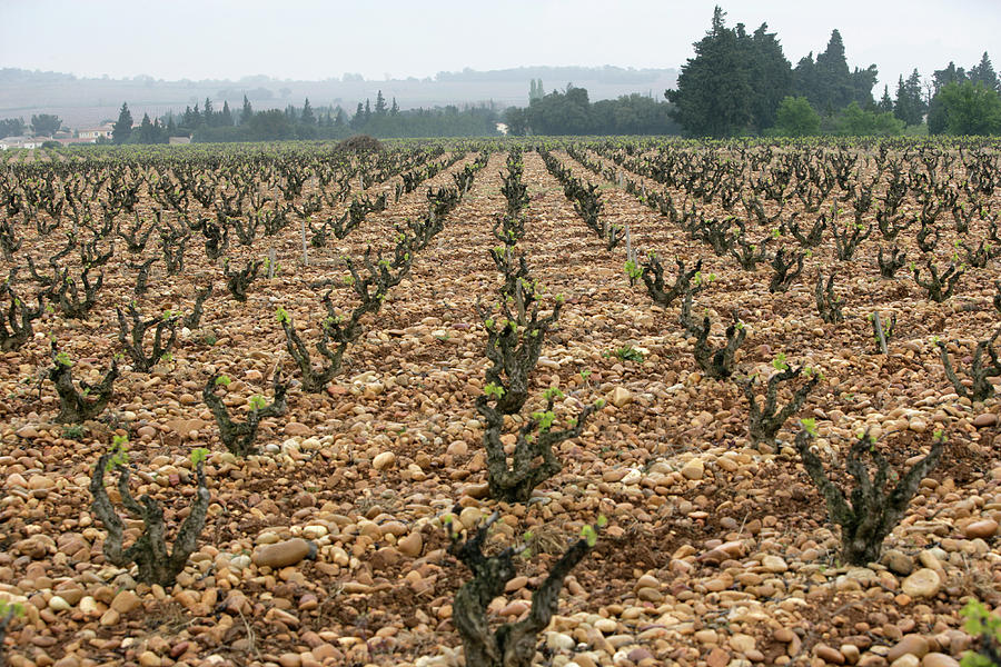 Chateauneuf Du Pape Terroir Rhone Photograph By Clay Mclachlan