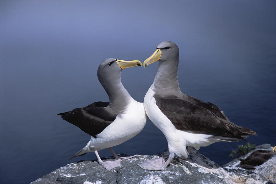 Chatham Albatross Courting Pair Chatham Photograph by Tui De Roy
