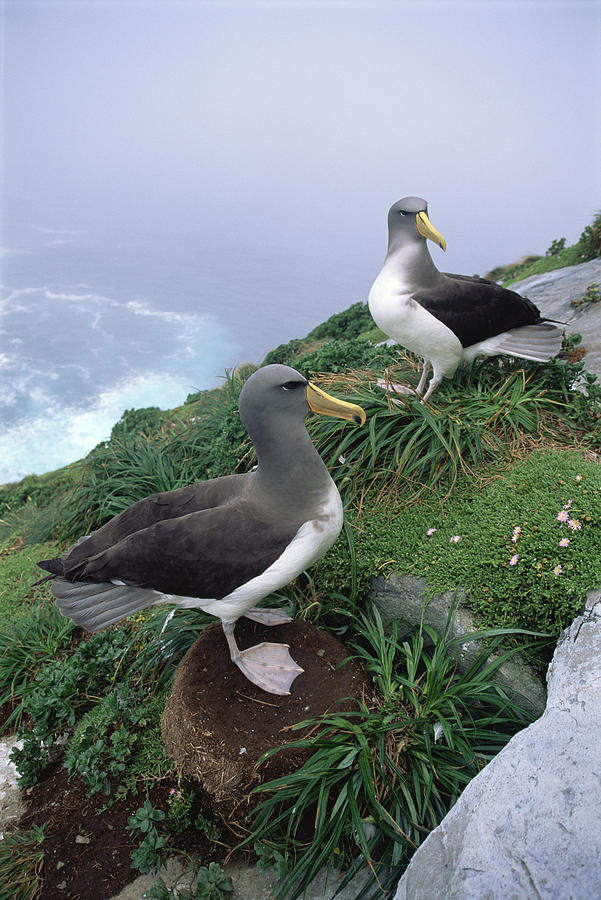 Chatham Albatrosses Nesting On A Cliff Photograph by Tui De Roy