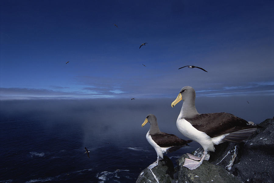 Chatham Albatrosses On A Cliff Edge Photograph by Tui De Roy