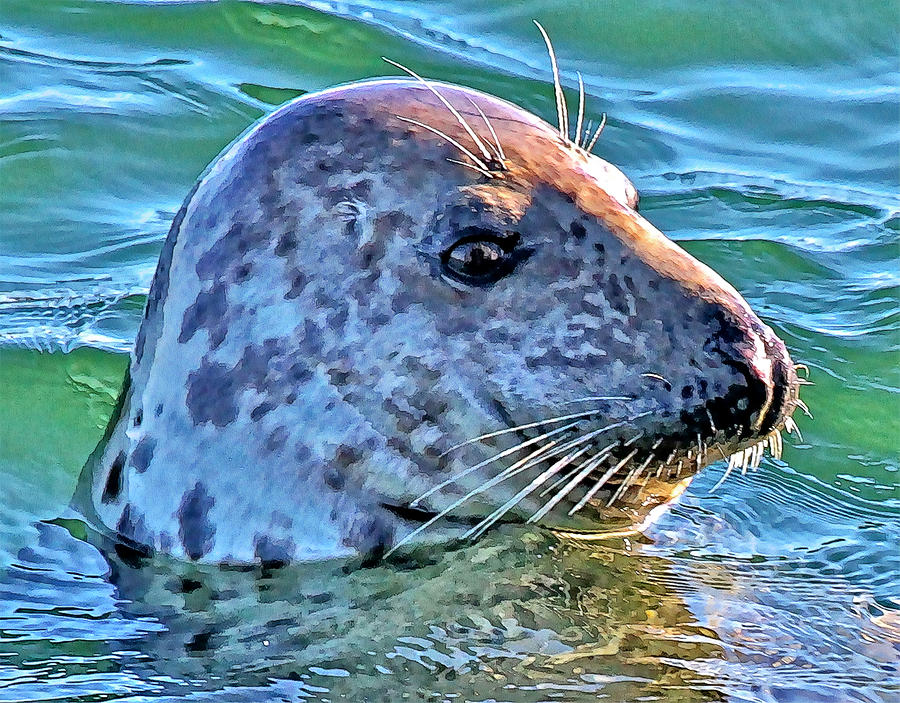 Chatham Fishpier Seal Photograph by Constantine Gregory