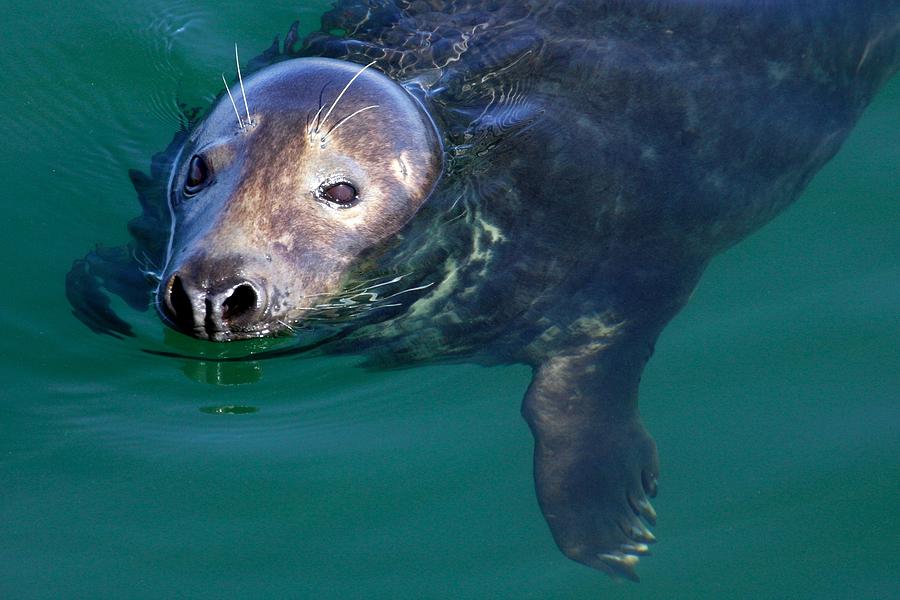 Seal Photograph - Chatham Harbor Seal by Stuart Litoff