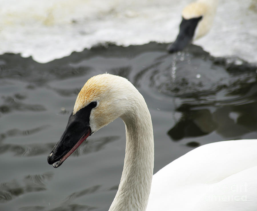 Swan Photograph - Chatterbox by Elaine Mikkelstrup