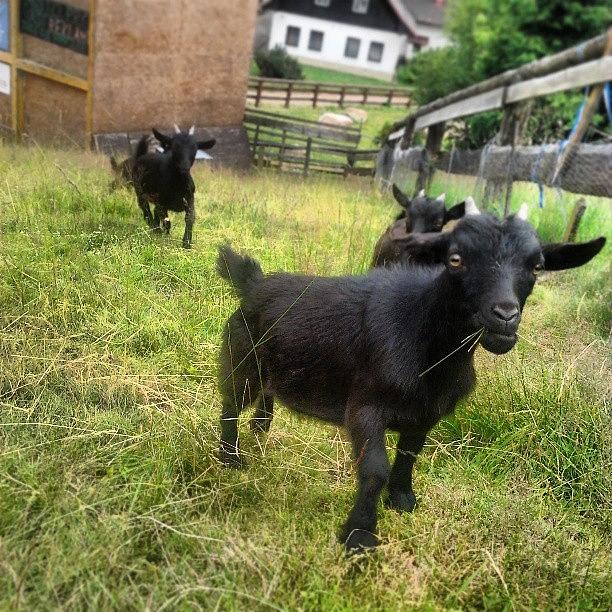 Goat Photograph - Chceš Vidět Kozy? #kozy #nofilter by Jan Barton