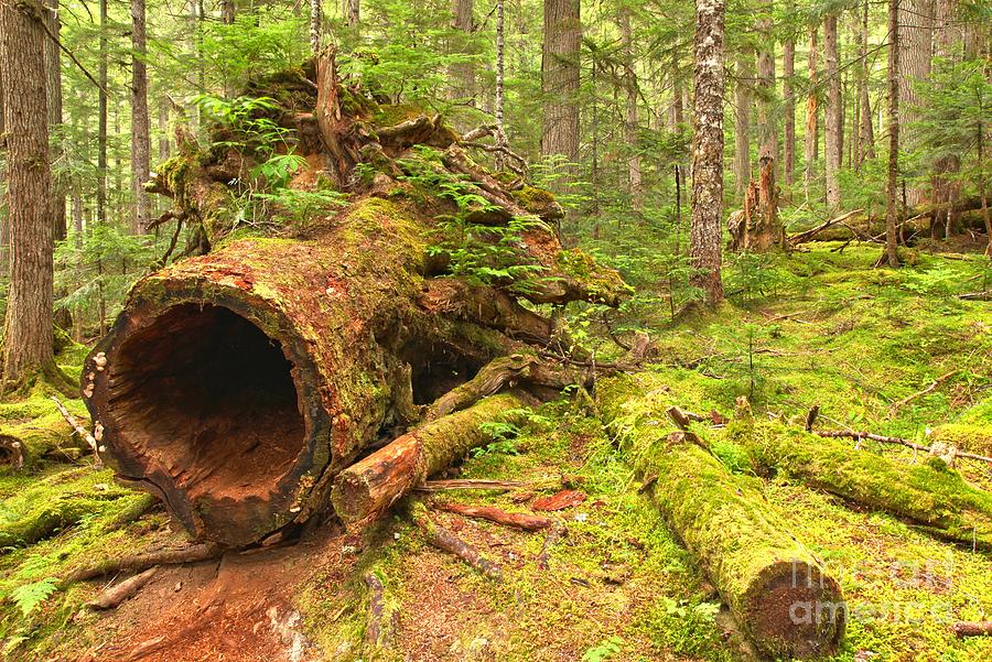 Cheakamus Old Growth Cedar Stumps Photograph by Adam Jewell