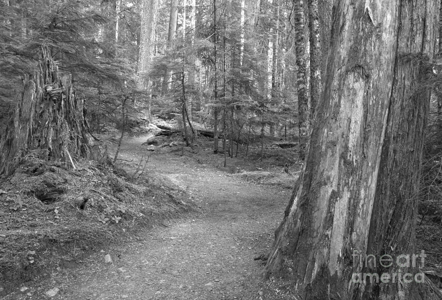 Cheakamus Trail In Black And White Photograph by Adam Jewell