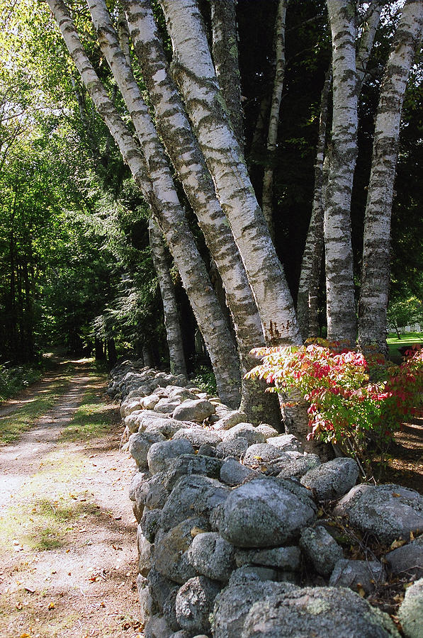 Flower Photograph - Chebeaque Island Stone Wall by Harold E McCray