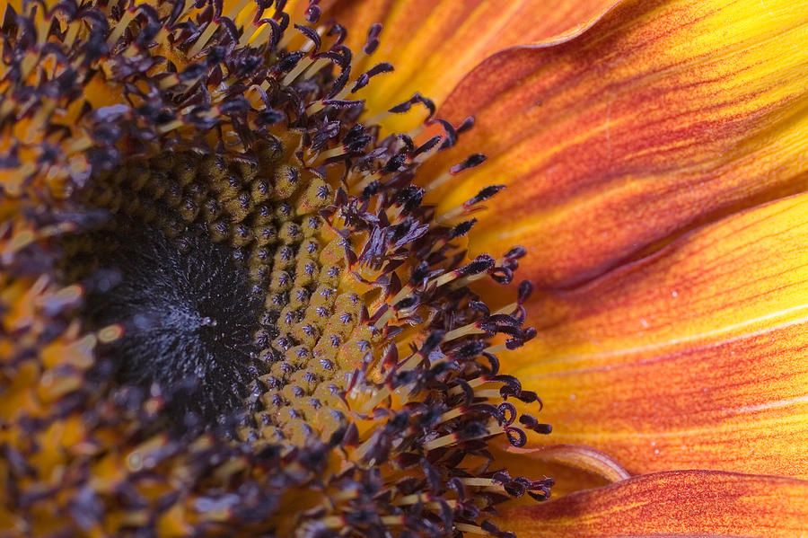 Sunflower Photograph - Check out my patterns by Scott Campbell