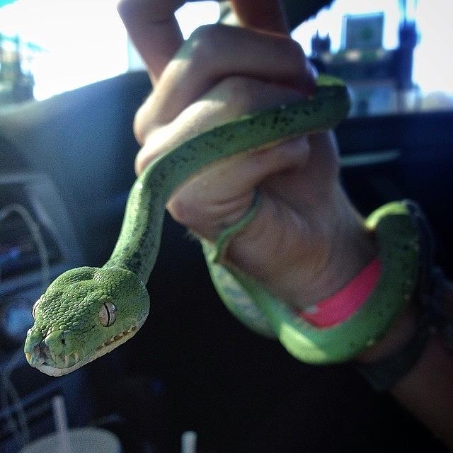 Snake Photograph - Check Out This #greentreepython One Of by Kyle Marsh