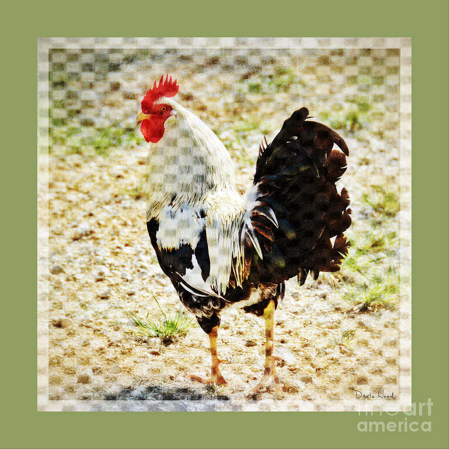Checkered Chicken Photograph by Darla Wood