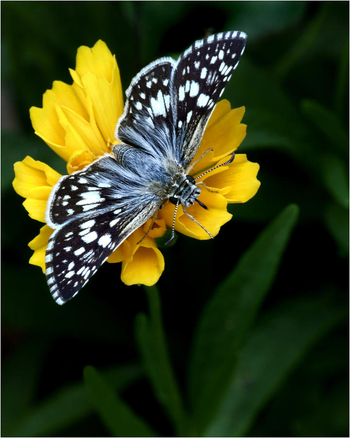 Insects Photograph - Checkered Skipper vertical by Nikolyn McDonald