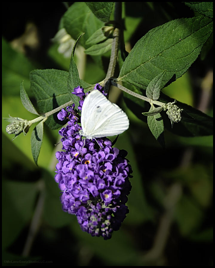 Checkered White Butterfly on Purple Photograph by LeeAnn McLaneGoetz McLaneGoetzStudioLLCcom