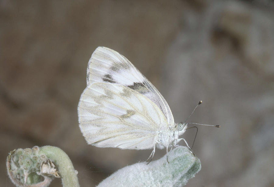 Checkered White Butterfly Photograph by Robert J. Erwin