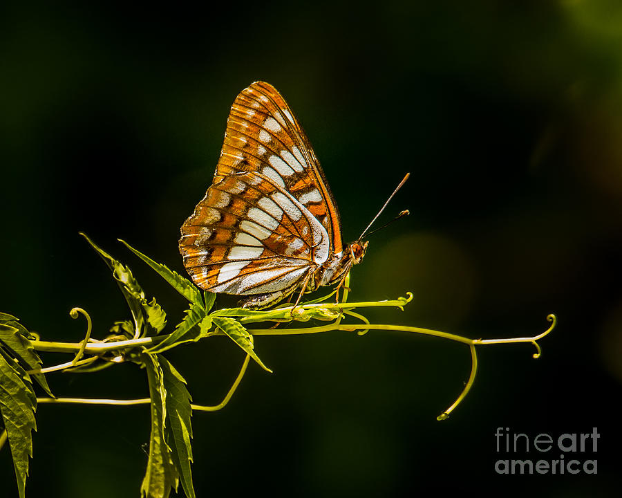 Butterfly Photograph - Checkerspot Butterfly by Janis Knight